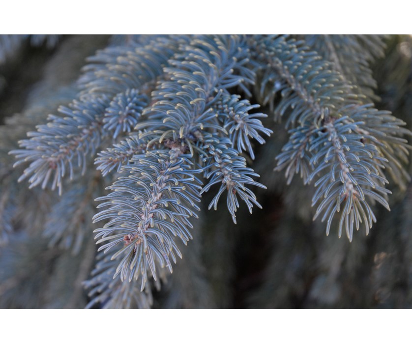 Weeping White Spruce